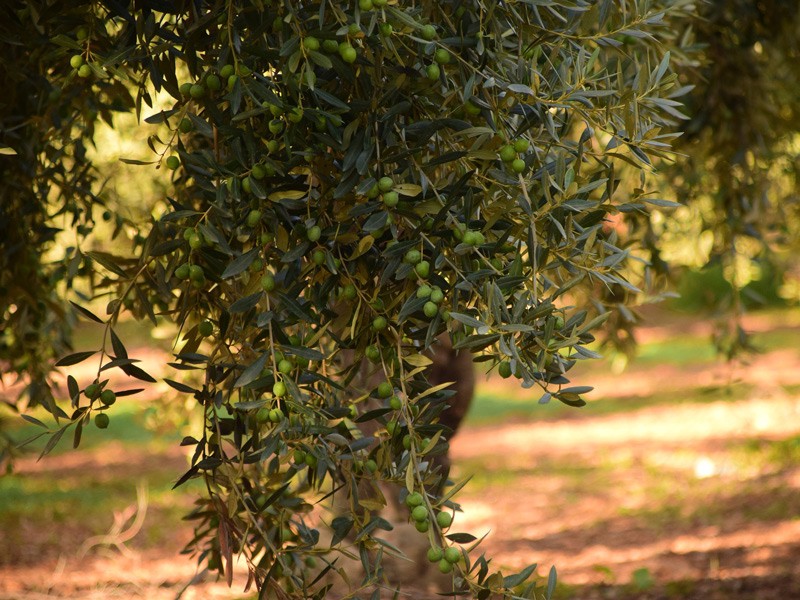 L'olivo: una coltura da proteggere